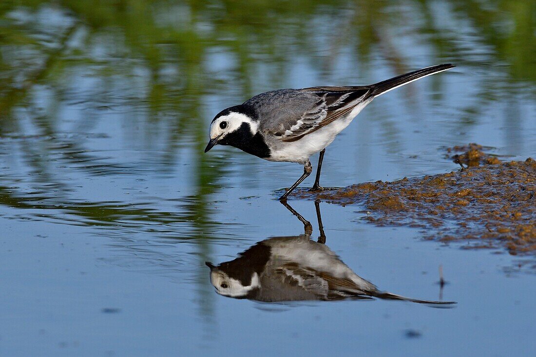 France, Doubs, white wagtail (Motacilla alba), adult at the edge of a pond