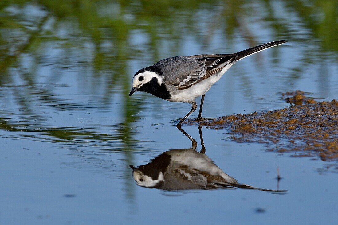 Frankreich, Doubs, Bachstelze (Motacilla alba), erwachsen am Rande eines Teiches