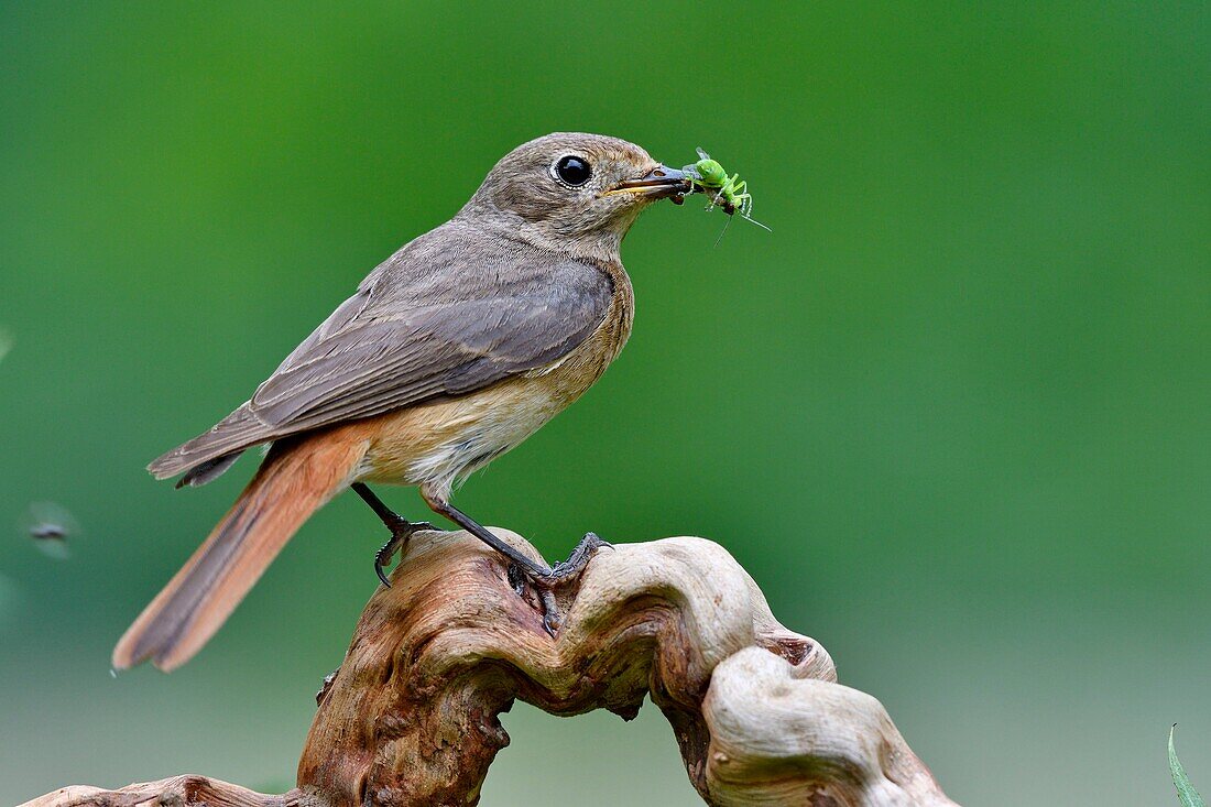 France, Doubs, Common redstart (Phoenicurus phoenicurus), female, feeding her young