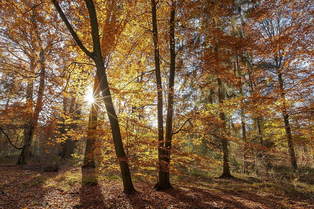 France, Seine et Marne, Fontainebleau and Gatinais Biosphere Reserve, Fontainebleau forest listed as Biosphere Reserve by UNESCO, the forest in autumn in the Rocher Canon area
