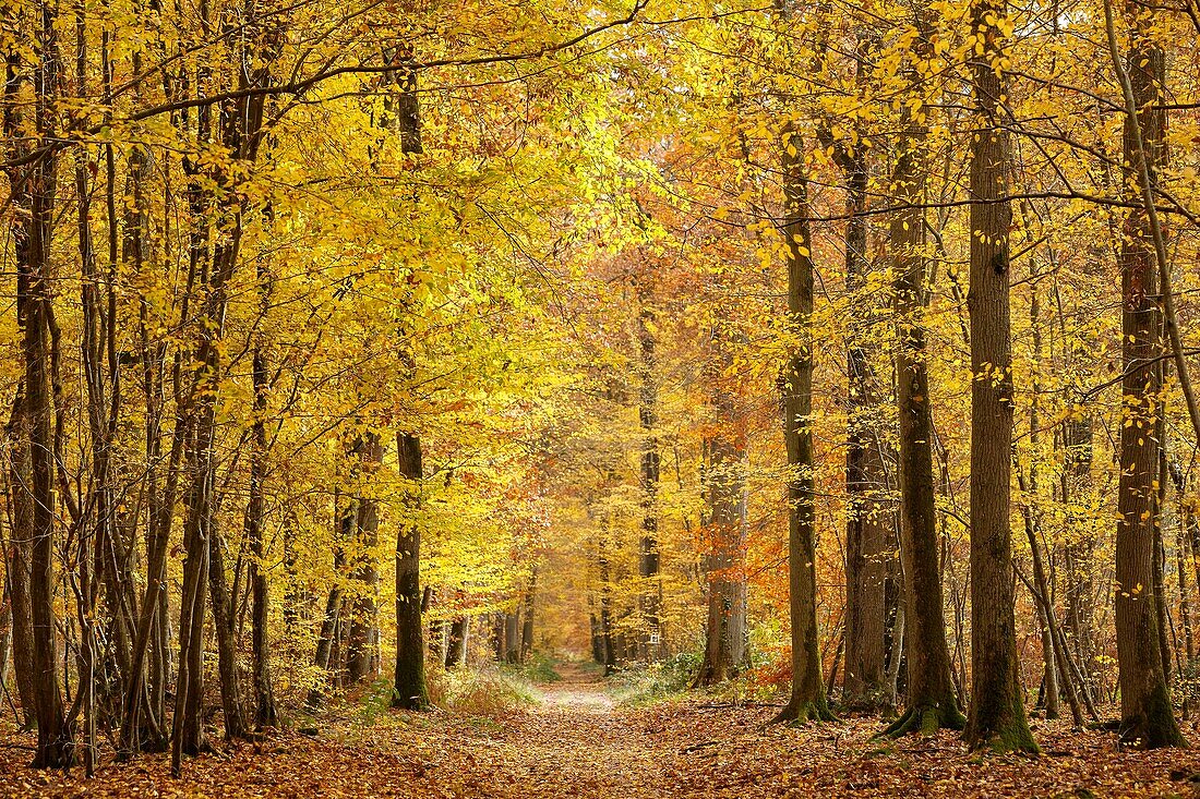 Frankreich, Seine et Marne, Biosphärenreservat Fontainebleau und Gatinais, der Wald von Fontainebleau wurde von der UNESCO zum Biosphärenreservat erklärt, der Wald im Herbst im Gebiet des Table du Roi