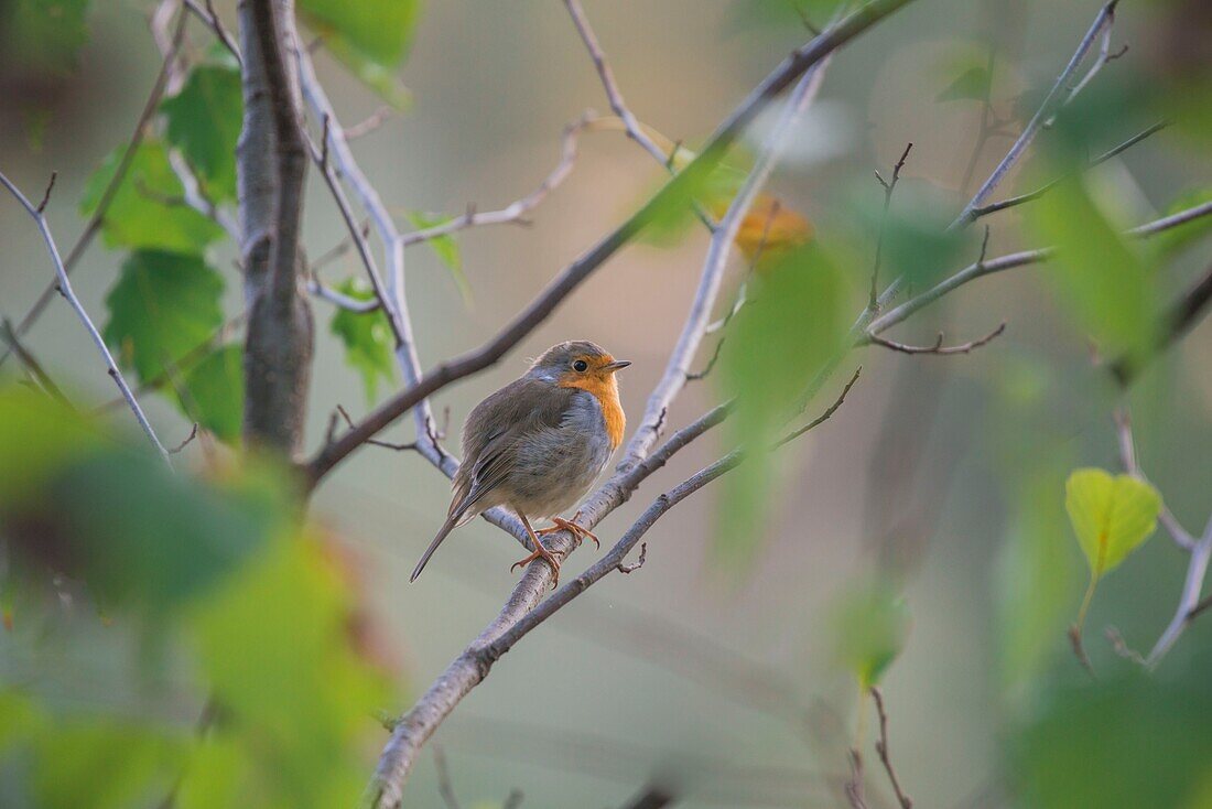 France, Ain, Sauverny, European Robin