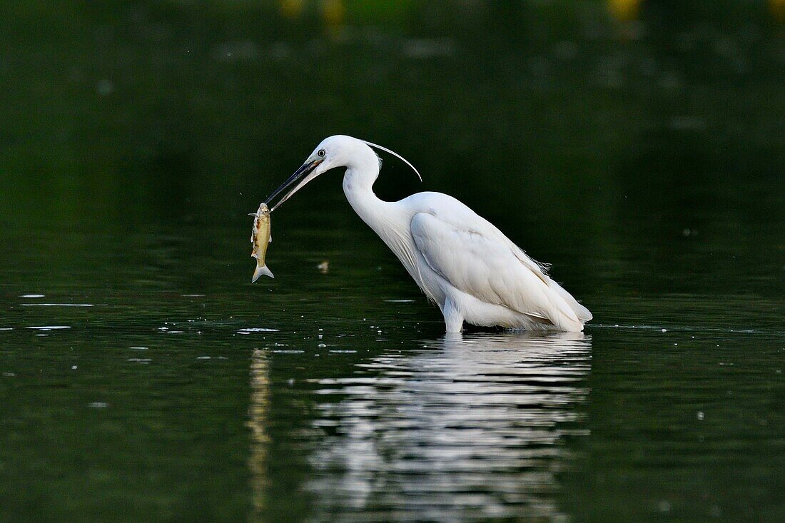 France, Doubs, Brognard, Allan's, natural area, Little Egret (Egretta garzetta)