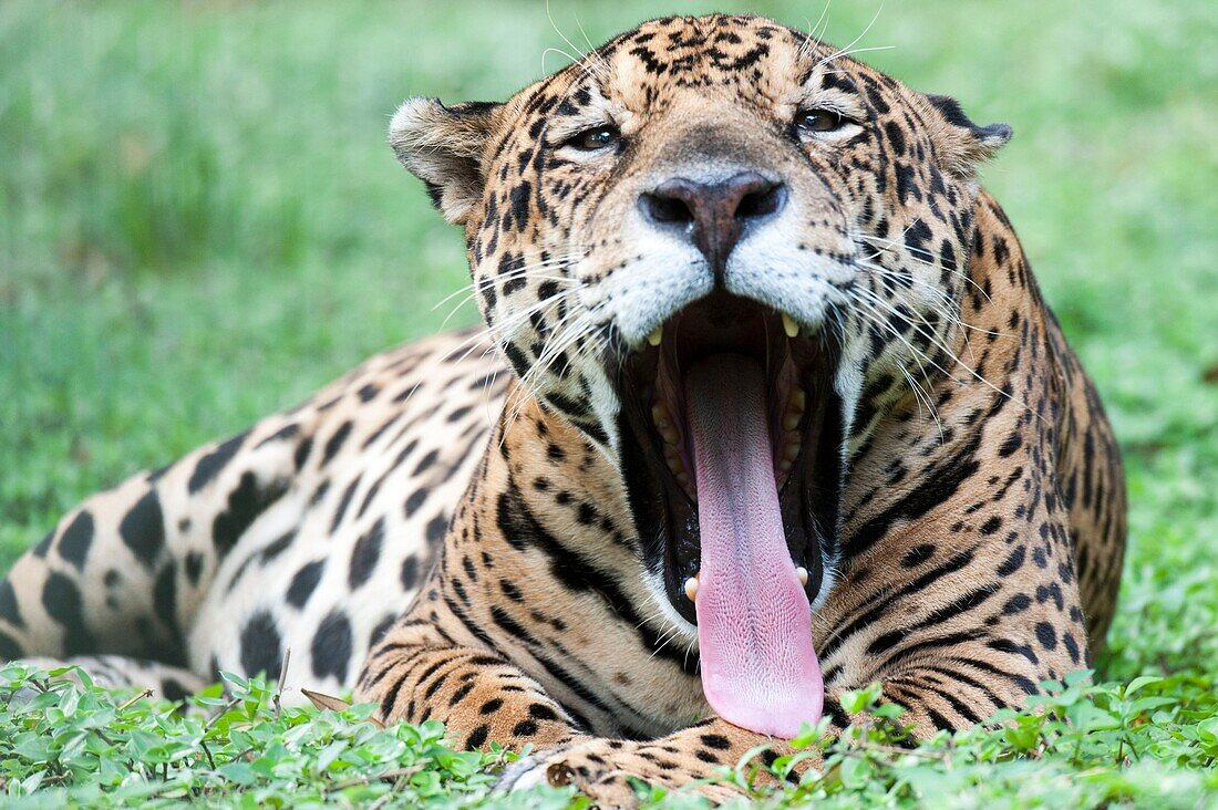 France, French Guiana, Macouria, Guyana Zoo, Jaguar (Panthera onca)