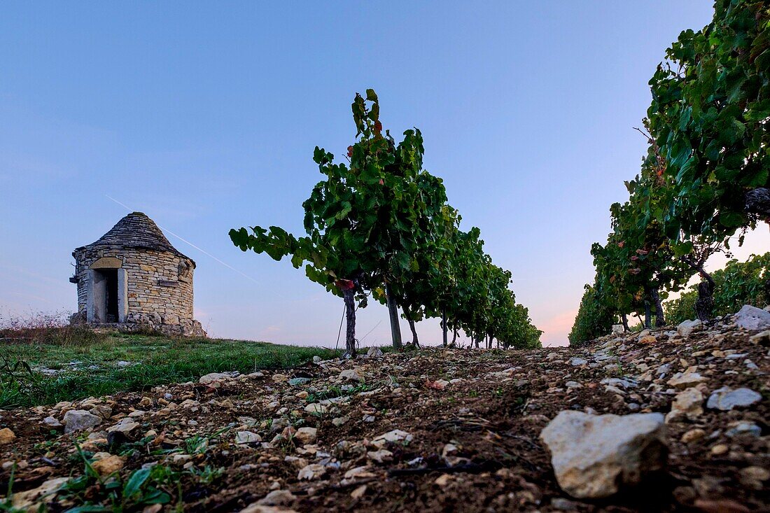 Frankreich, Quercy, Lot, Weinberge von Cahors