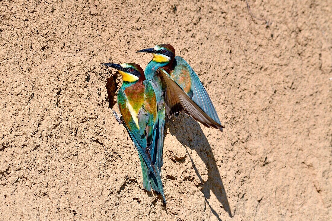 France, Jura, Lower Doubs Valley, Petit Noir, European Bee eater (Merops apiaster), nesting site, feeding