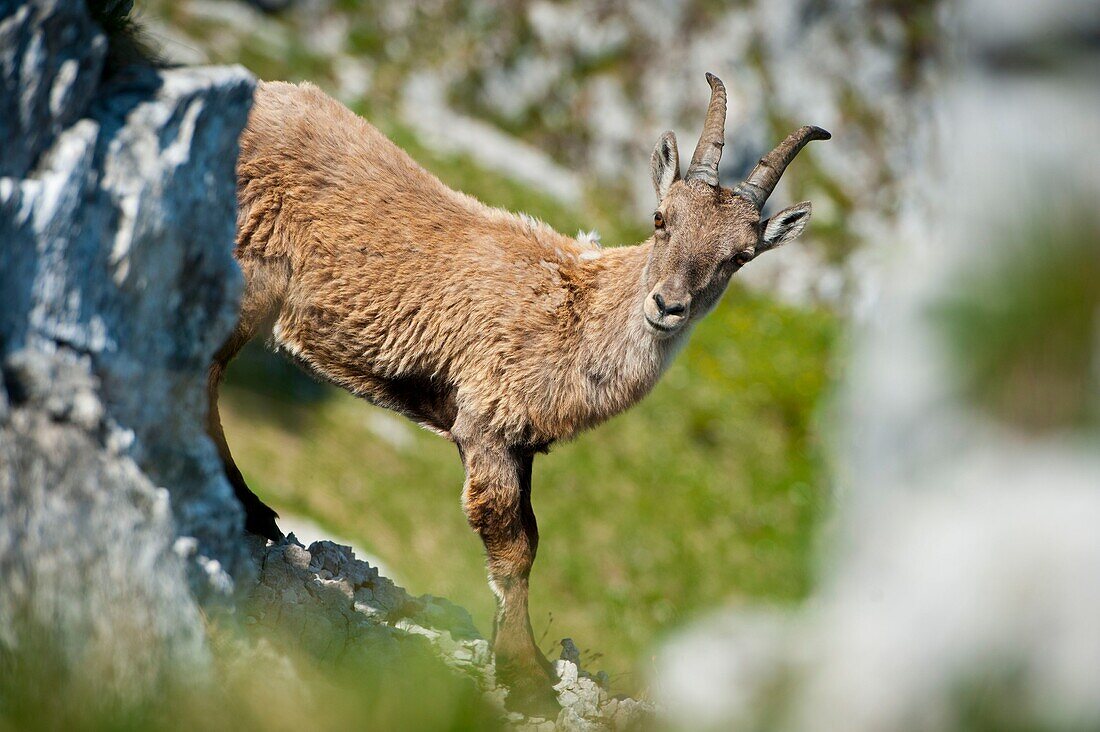 France, Haute Savoie, Thorens-Glières, young Ibex on the Sous-Dine moutain