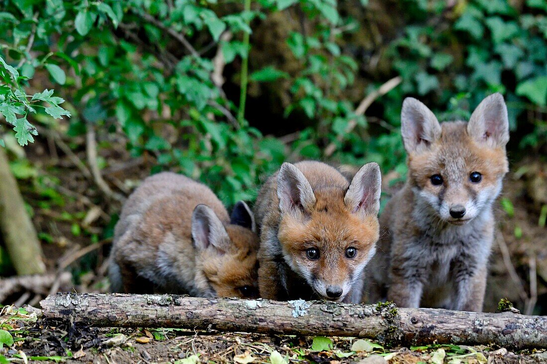 France, Doubs, young fox (Vulpes vulpes) in the burrow