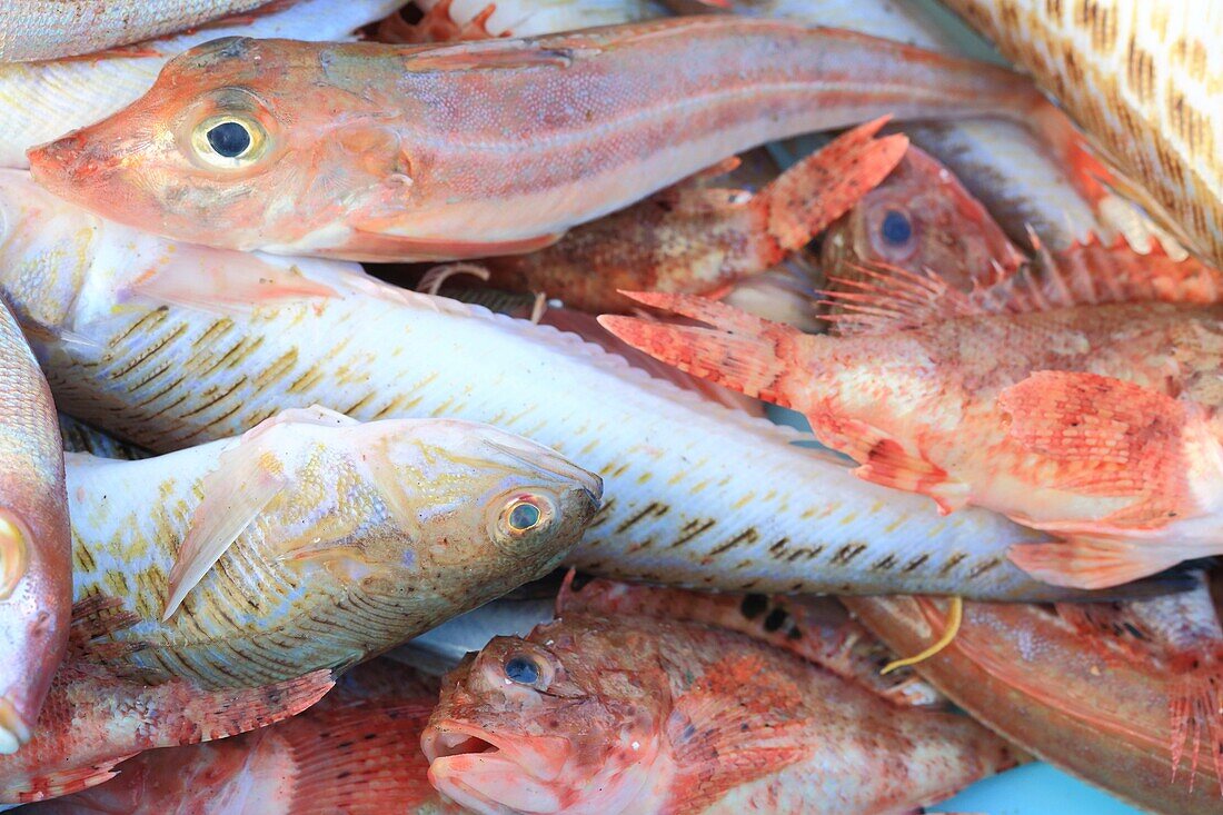 France, Bouches du Rhone, Marseille, Vieux Port, fish market, rock fish