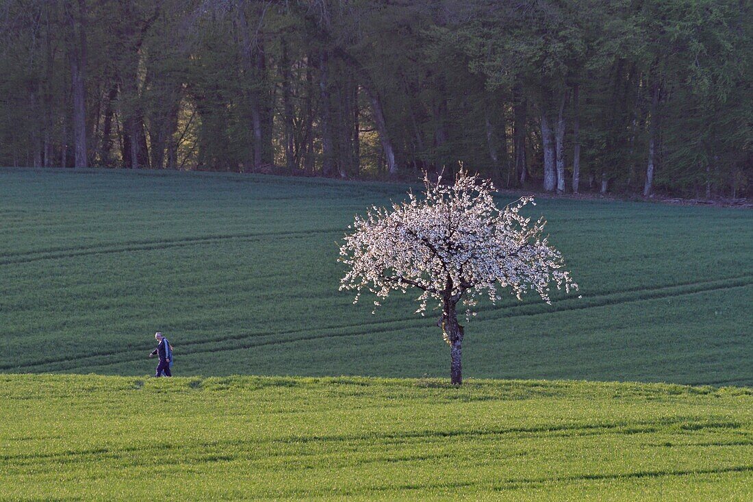 France, Doubs, Vandoncourt, spring, cherry blossoms