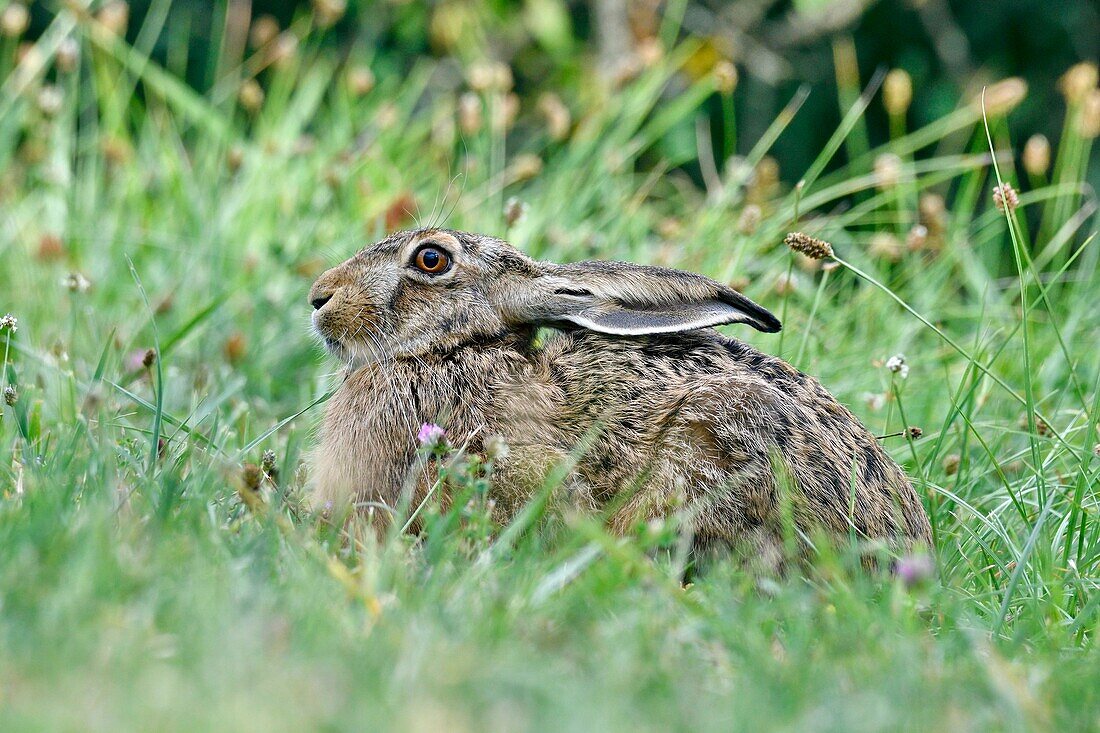 France, Doubs, mammal, European hare (Lepus europaeus) in a meadow