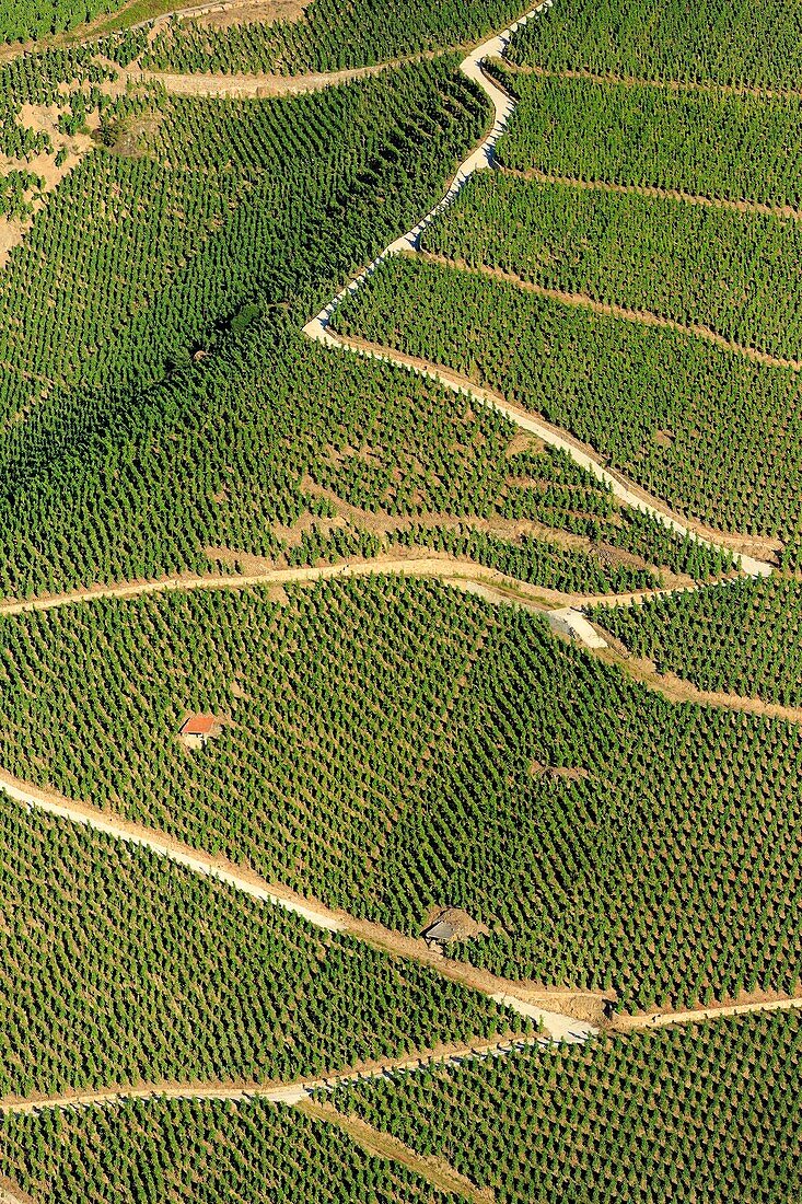 France, Rhone, Ampuis, vineyard AOC Cote Rotie (aerial view)