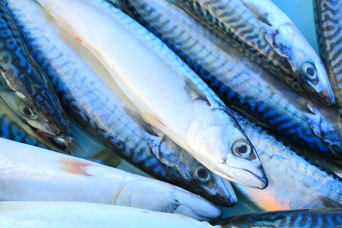 France, Bouches du Rhone, Marseille, Vieux Port, fish market, mackerel