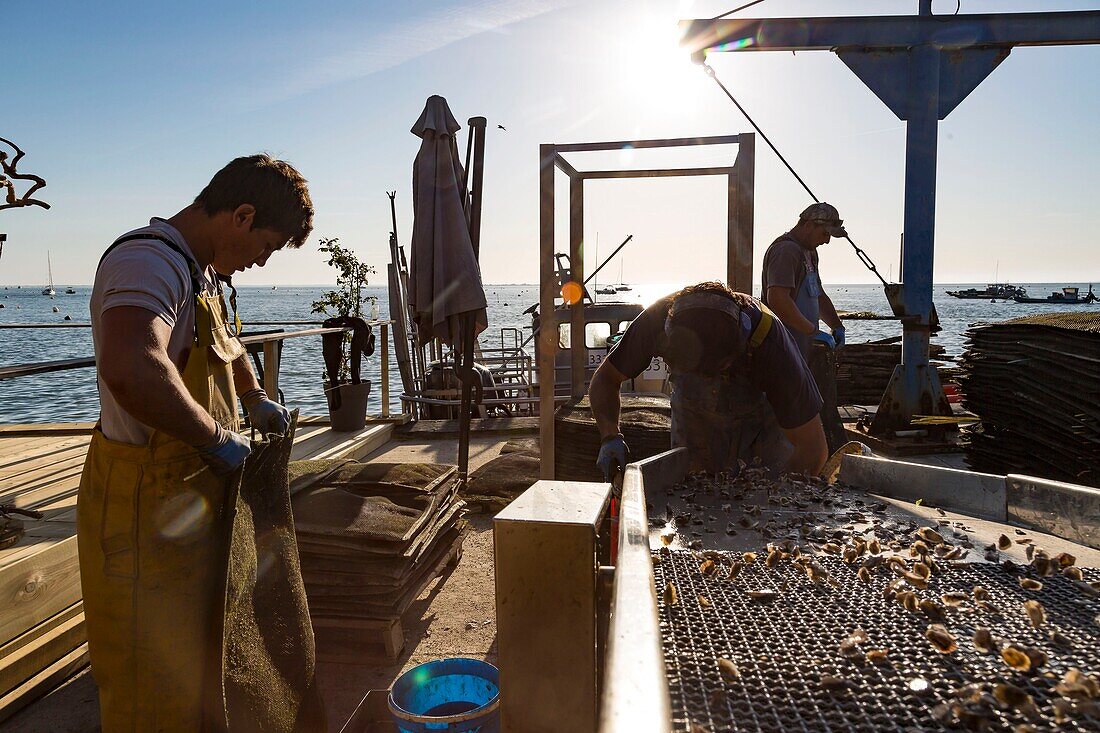 France, Gironde, Bassin d'Arcachon, Cap-Ferret, oyster farming, oyster farmer in the village of l'Herbe, calibration of oysters