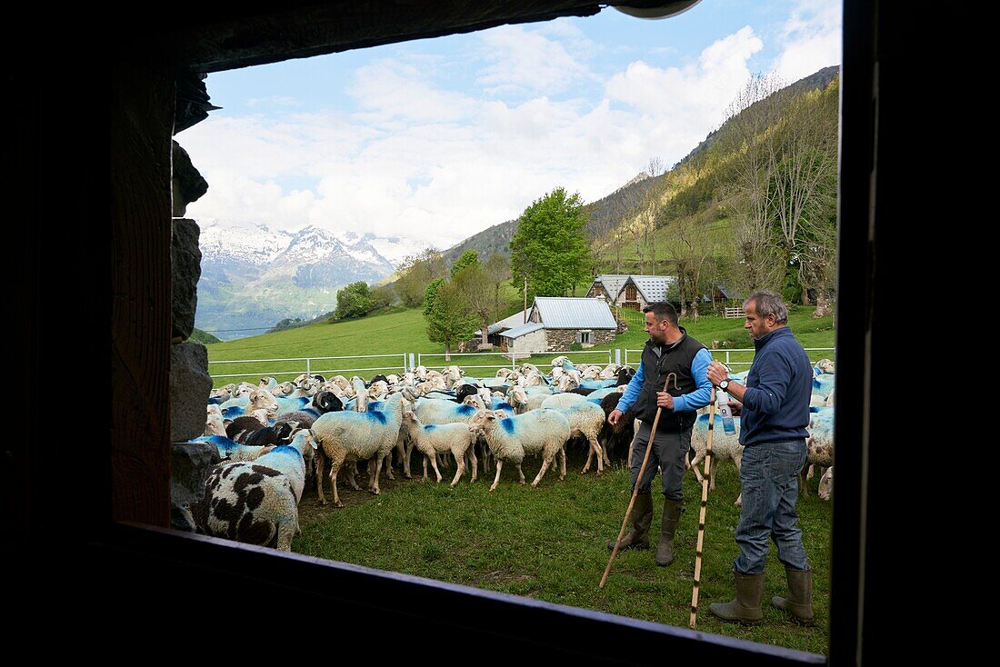 France, Hautes Pyrenees, Viella, Les Cabannes, Denis Laporte, breeder, Bareges lambs
