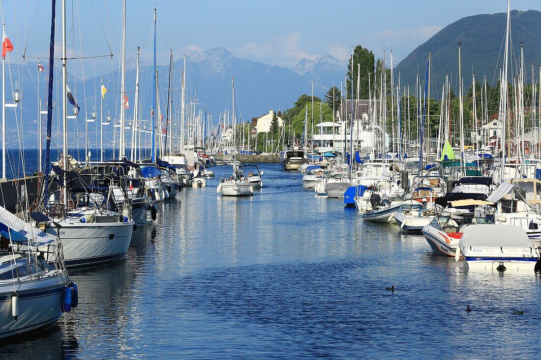 Frankreich, Haute Savoie, Evian les Bains, Genfer See, Möwen im Hafen
