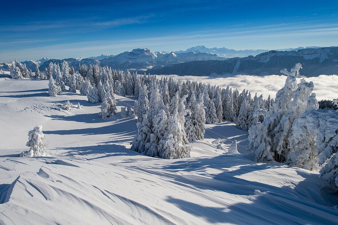 France, Haute Savoie, massive Bauges, above Annecy in border with the Savoie, the Semnoz plateau exceptional belvedere on the Northern Alps, snow landscape sculpted by the wind and sea of clouds