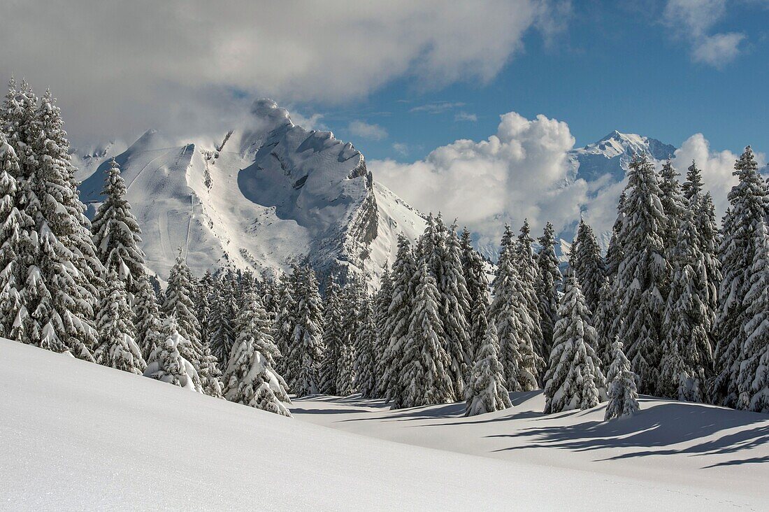 Frankreich, Haute Savoie, Massiv von Aravis, gegangene Wanderung in Schläger auf dem Tablett von Beauregard über den Resorts von Manigod und Clusaz, nach einem großen Schneefall Lichtungen und Gipfel von Aravis