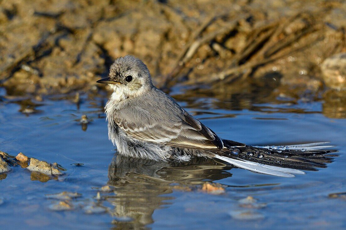 Frankreich, Doubs, Bachstelze (Motacilla alba), Junges in kleinem Teich, Bad