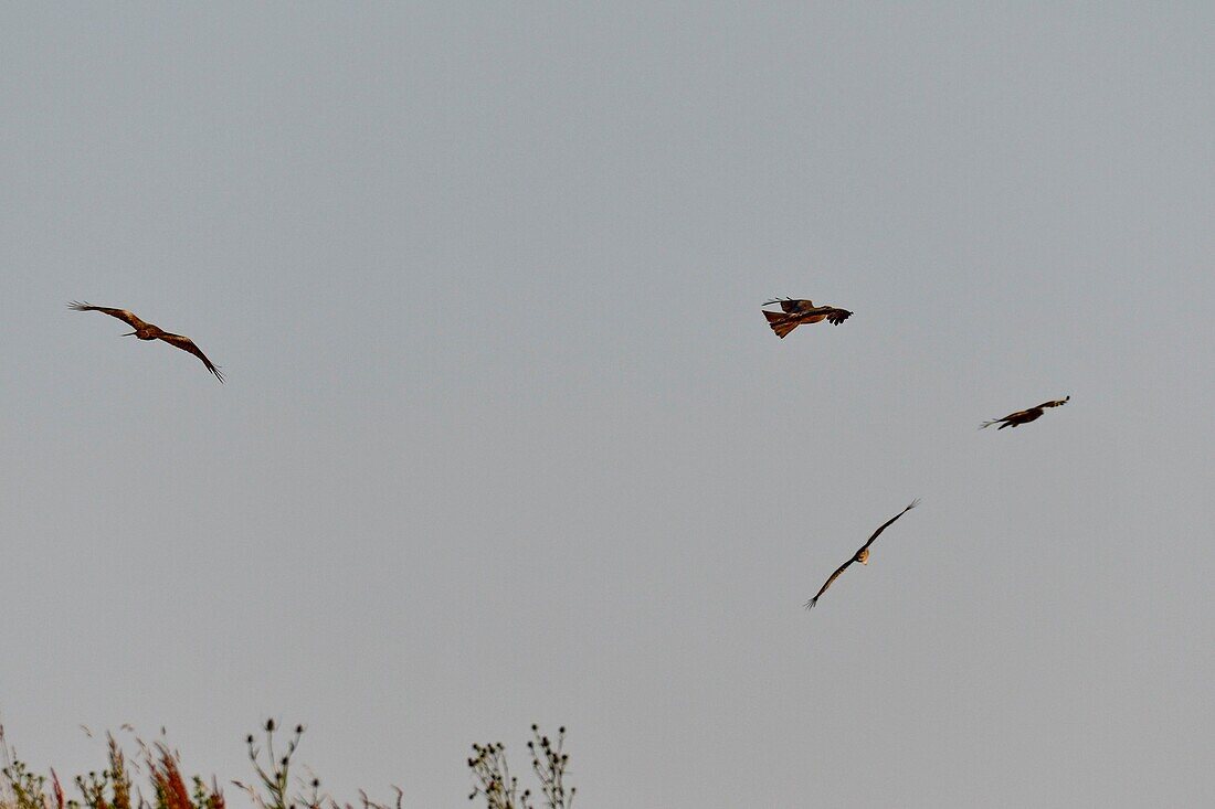 Frankreich, Doubs, Greifvögel im Flug, Rotmilan (Milvus milvus), Mäusebussard (Buteo buteo)