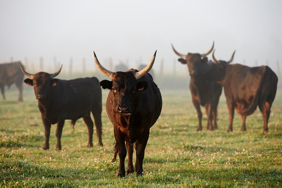 France, Gard, Montcalm, Camargue, Mas de la Paix, Manade of Saint Louis, Bulls in freedom