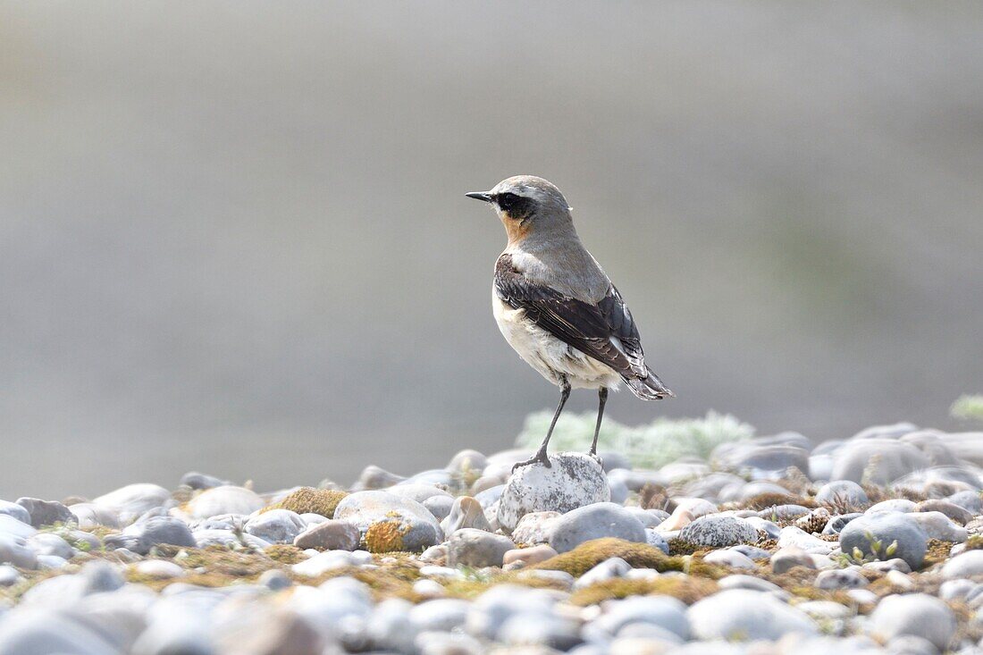 France, Somme, Baie de Somme, bird, Northern wheatear (Oenanthe oenanthe) male on a pebble