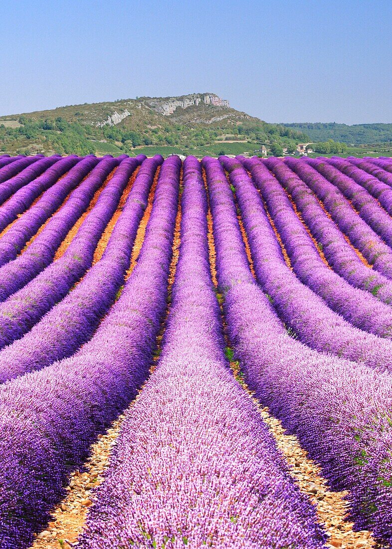 France, Vaucluse, fields of lavender