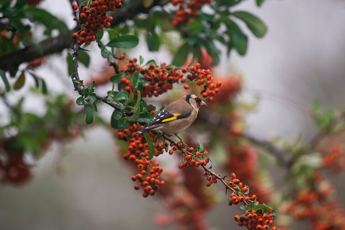 France, Ardeche, Vinezac, european goldfinch