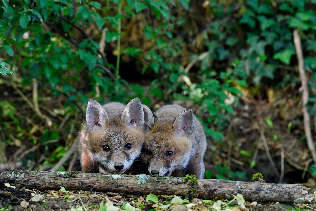 Frankreich, Doubs, Jungfuchs (Vulpes vulpes) im Bau