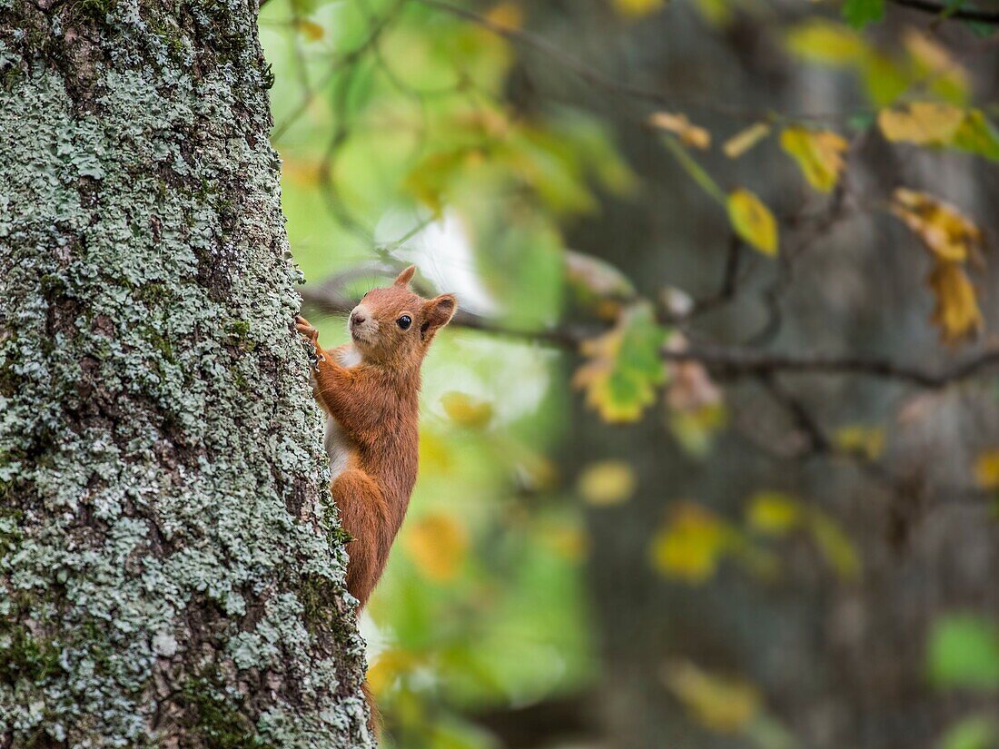 France, Ain, Prevessin Moens, Red Squirel