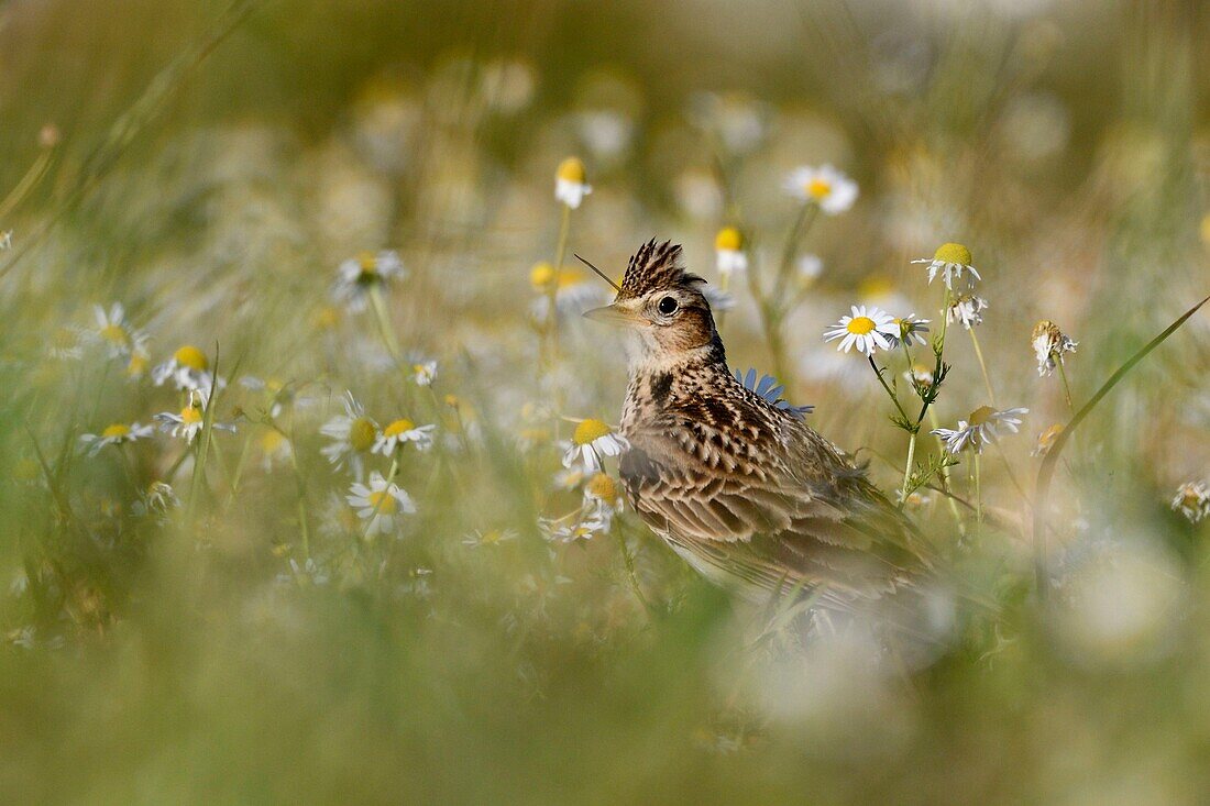 France, Doubs, Eurasian skylark (Alauda arvensis) on the ground