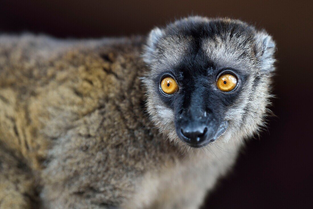 Frankreich, Insel Mayotte (französisches Überseedepartement), Grande Terre, Kani Keli, der Maore-Garten am Strand von N'Gouja, Brauner Lemur (Eulemur fulvus mayottensis) auch Maki genannt