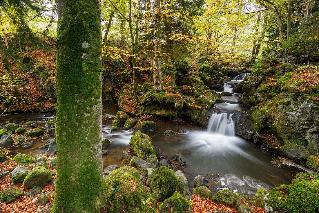 France, Puy de Dome, regional natural park of Auvergne volcanoes, Besse en Chandesse, Chiloza waterfall on Couze Pavin