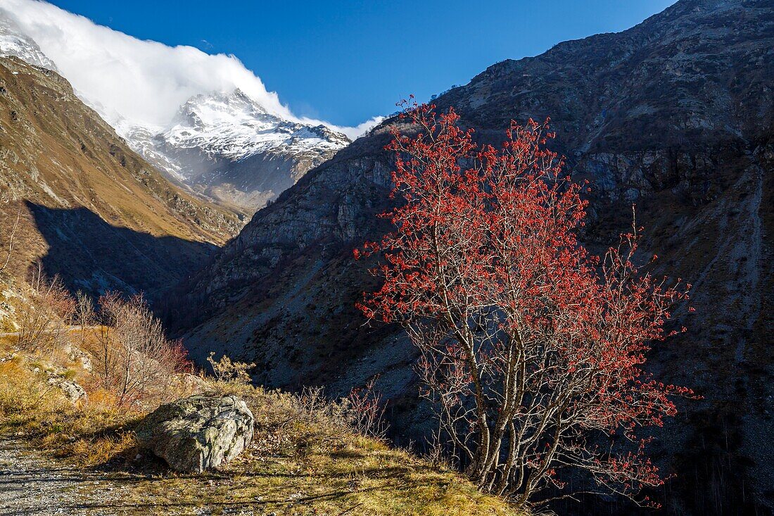 Frankreich, Hautes Alpes, Nationalpark Ecrins, Tal von Valgaudemar, La Chapelle en Valgaudémar, Naturschutzgebiet des Haute Vallée de la Séveraisse, rote Früchte der Eberesche (Sorbus aucuparia)