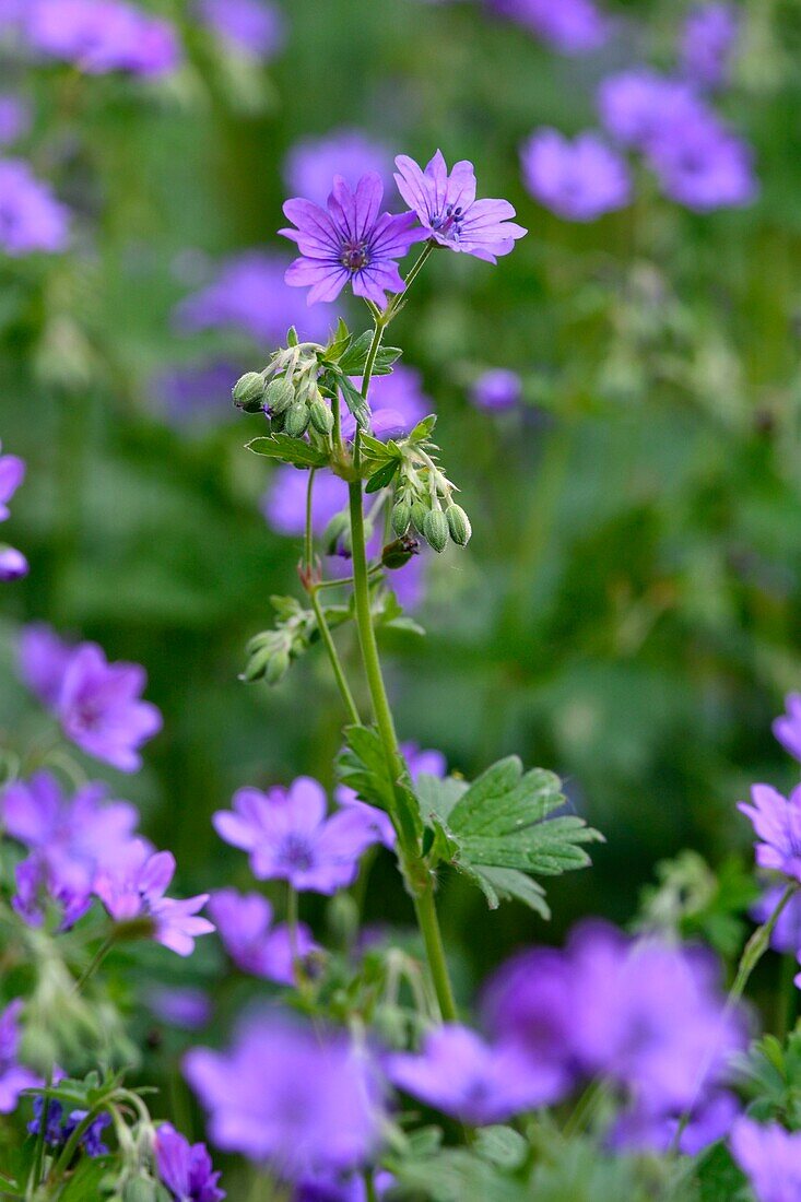 France, Doubs, flora, soft leaf geranium (soft geranium)