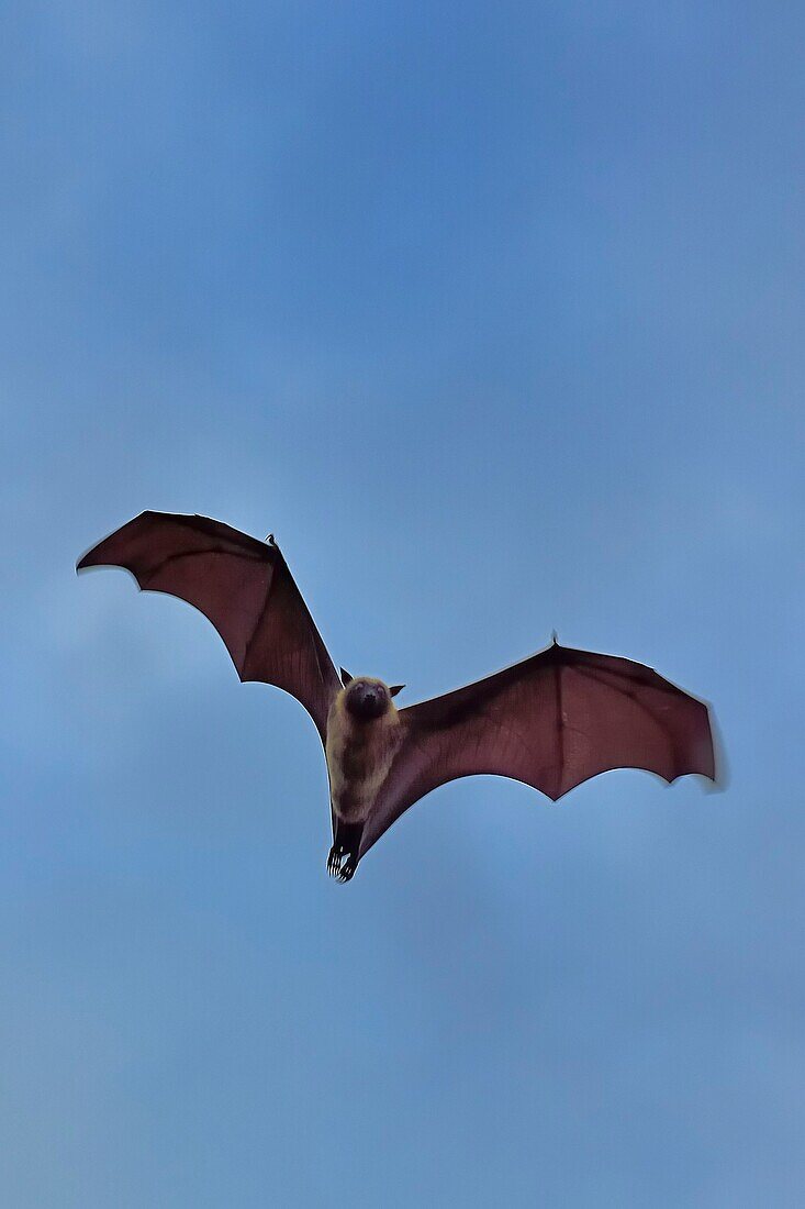 Frankreich, Ile de Mayotte, Grande-Terre, Nyambadao, Sakouli Beach, Riesenfledermaus, bekannt als Flughund (Pteropus seychellensis comorensis)