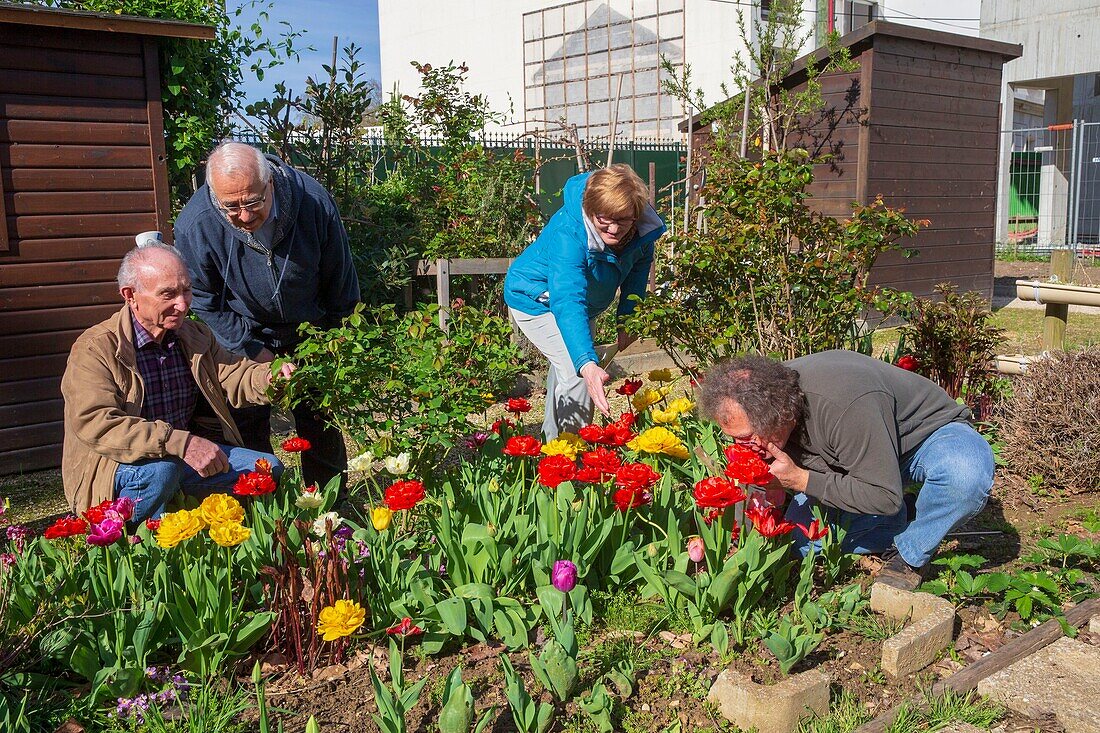 France, Hauts de Seine, Puteaux, Moulin garden, gardening course for seniors