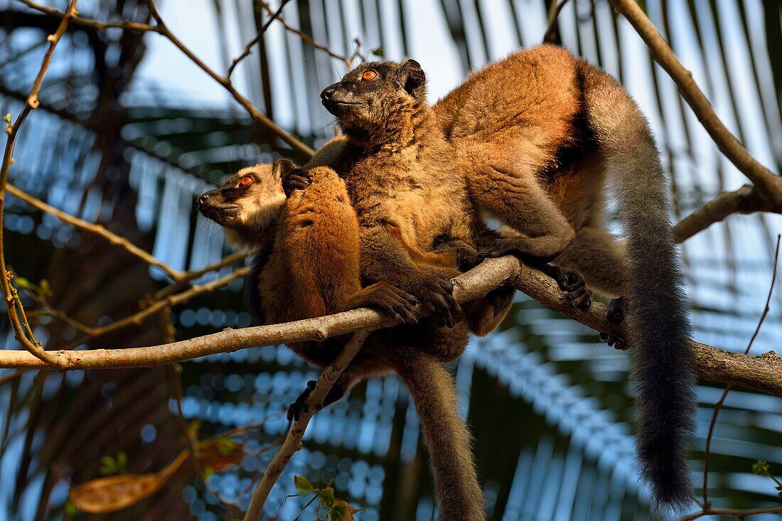 Frankreich, Insel Mayotte (französisches Überseedepartement), Grande Terre, Kani Keli, der Maore-Garten am Strand von N'Gouja, Brauner Lemur (Eulemur fulvus mayottensis) auch Maki genannt