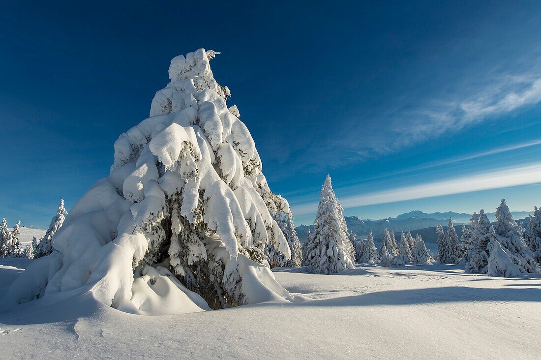 France, Haute Savoie, massive Bauges, above Annecy limit with the Savoie, the Semnoz plateau exceptional belvedere on the Northern Alps, fir trees loaded with snow