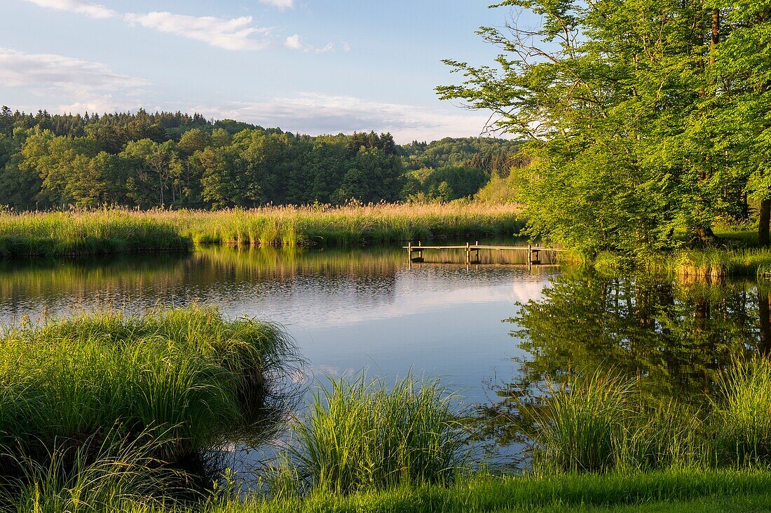 Frankreich, Haute Saone, Melisey, les milles etangs, das Meer, der Teich der Grands Pres