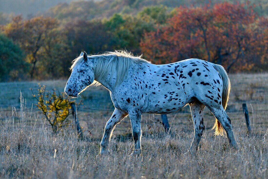 France, Doubs, horse with spotted dress in the meadow