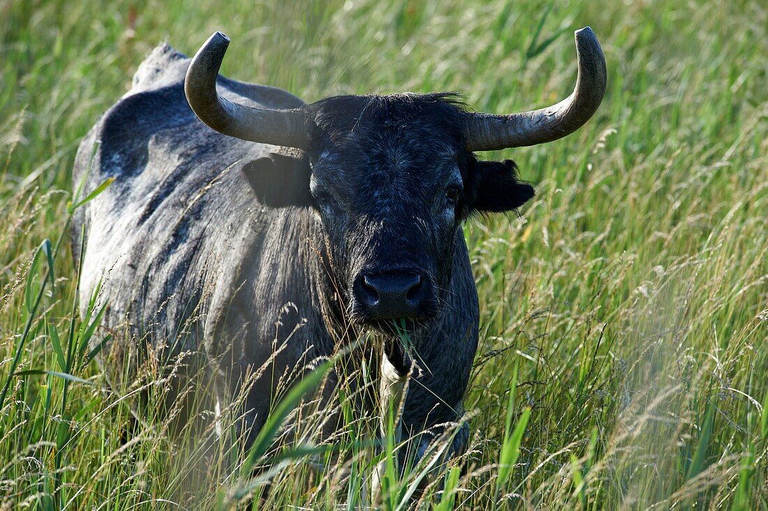 France, Occitan, Hérault, Aude Fleury, Herd of Margé, Domain Monteilles, bull ranch