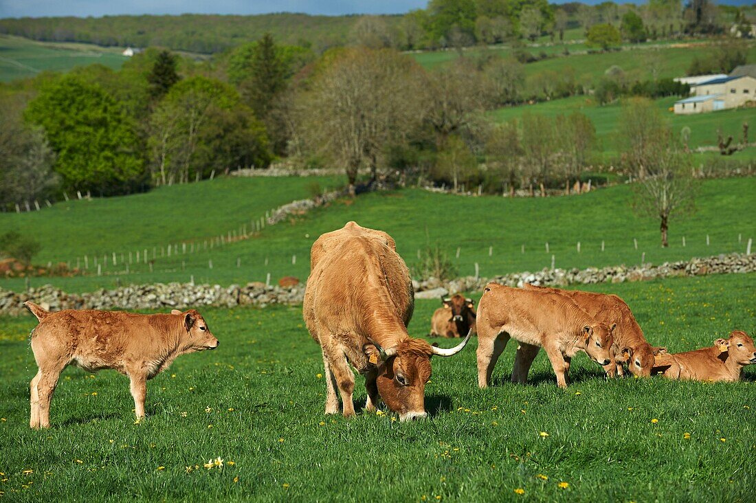 France, Aveyron, Laguiole, Celine Batut, breeder of the Aubrac cow