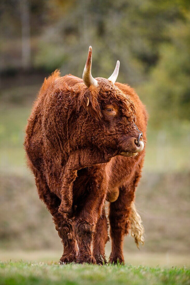 Frankreich, Cantal, regionaler Naturpark Vulkane der Auvergne, Salers Land, Tournemire, ausgezeichnet als die schönsten Dörfer Frankreichs, Stier des Rennens Salers