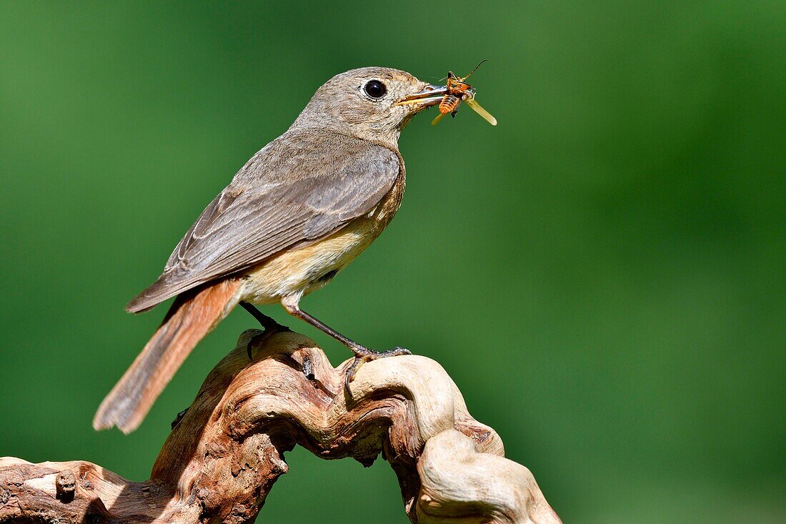 France, Doubs, Common redstart (Phoenicurus phoenicurus), female, feeding her young