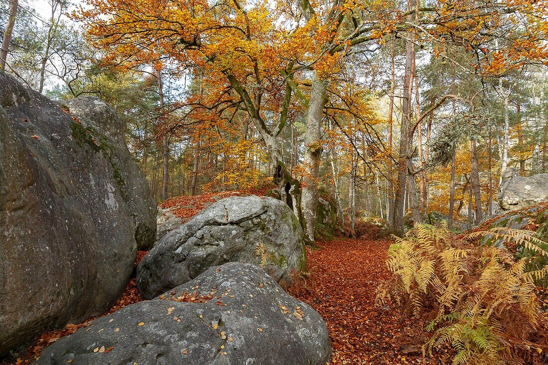 Frankreich, Seine et Marne, Biosphärenreservat Fontainebleau und Gatinais, der Wald von Fontainebleau, der von der UNESCO zum Biosphärenreservat erklärt wurde, der Wald im Herbst in der Gegend von Rocher Canon