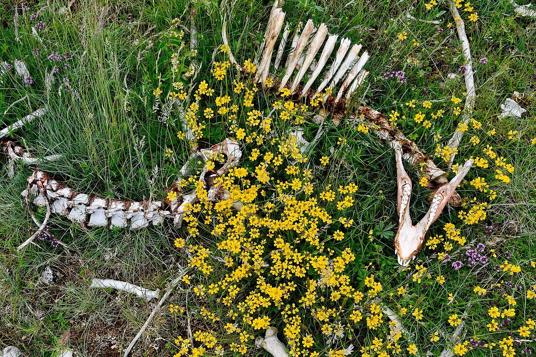 France, Lozere, Causse Mejean, mass grave and skeletons of ewes cleaned by Vultures