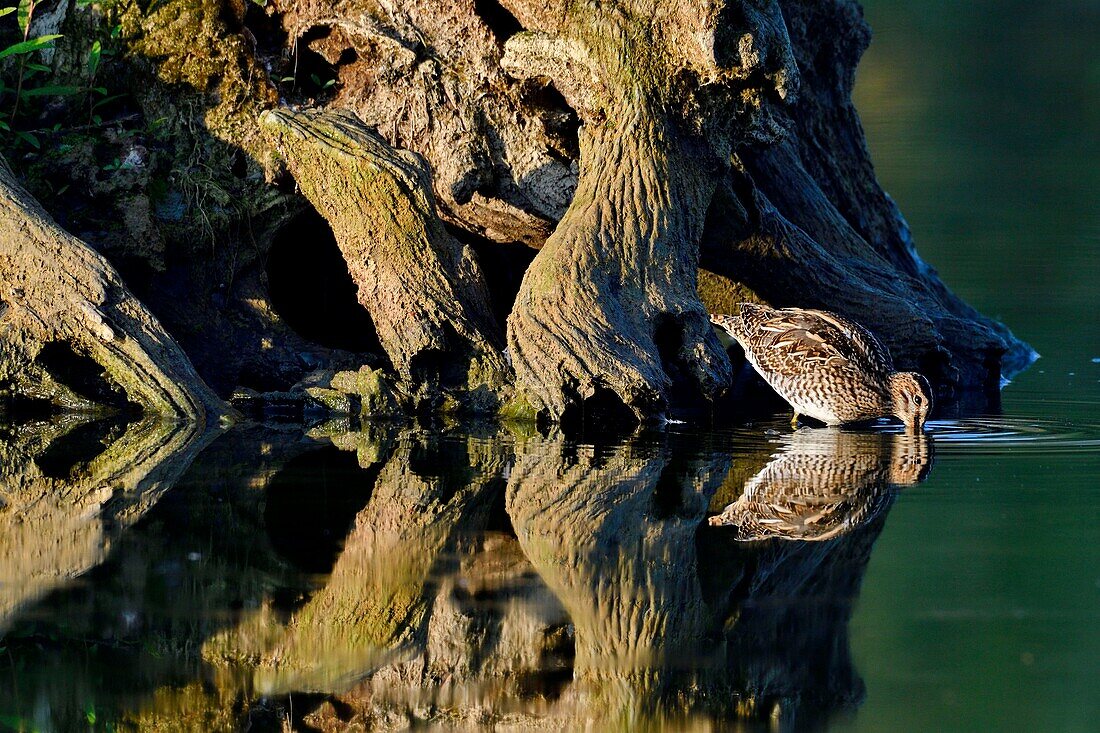 Frankreich, Doubs, Brognard, Allan's, Naturschutzgebiet, Bekassine (Gallinago gallinago)