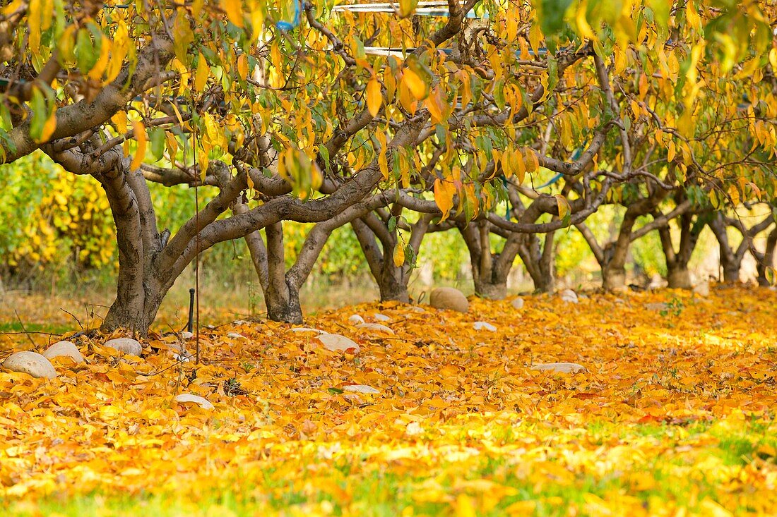 France, Drome, Montelimar, peach trees