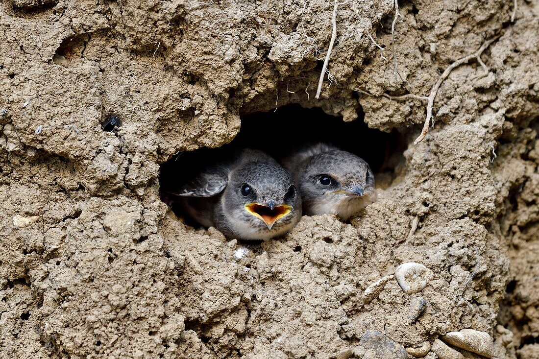 France, Doubs, Allenjoie, river, shore swallow (Riparia riparia) nesting in an Allan riverbank, feeding, chicks at nest